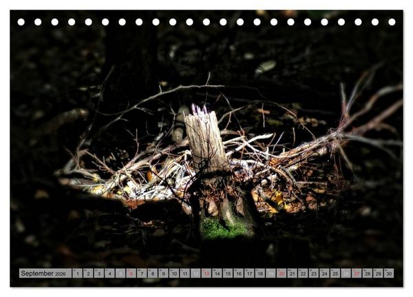 Produktbild: Spaziergang durch den Zauberwald (Tischkalender 2026 DIN A5 quer), CALVENDO Monatskalender