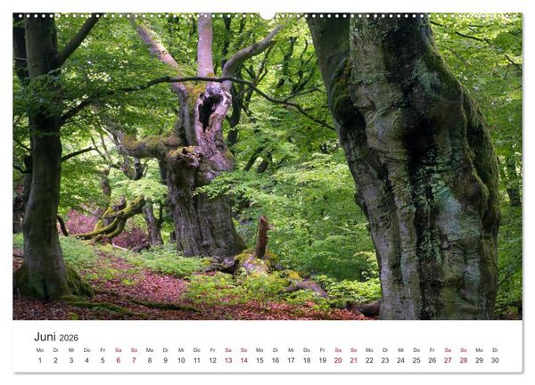 Produktbild: Im Deutschen Wald (Wandkalender 2026 DIN A2 quer), CALVENDO Monatskalender