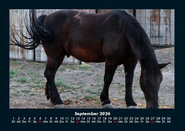 Produktbild: Pferdegefl&uuml;ster 2026 Fotokalender DIN A4