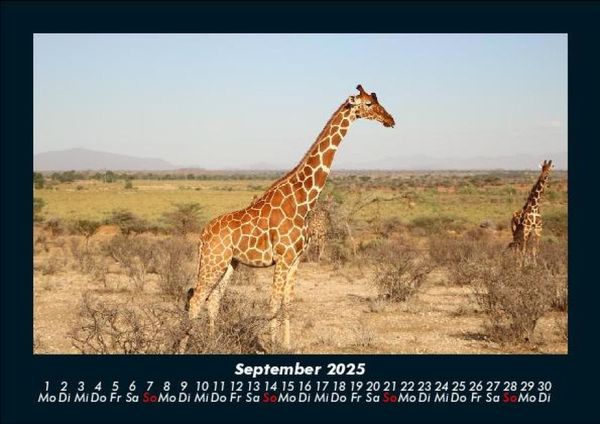 Produktbild: Giraffen 2025 Fotokalender DIN A5