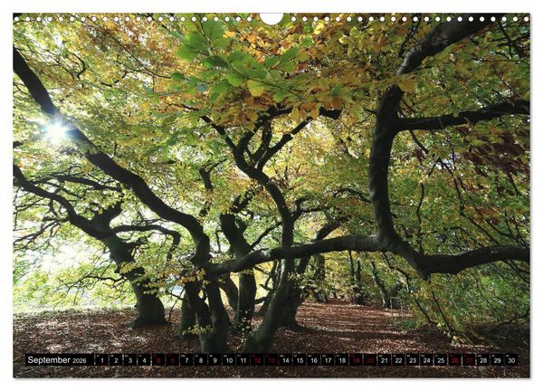 Produktbild: Die S&uuml;ntelbuchenallee (Wandkalender 2026 DIN A3 quer), CALVENDO Monatskalender