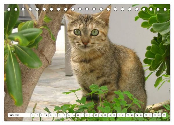 Produktbild: Katzen der Kykladen (Tischkalender 2026 DIN A5 quer), CALVENDO Monatskalender