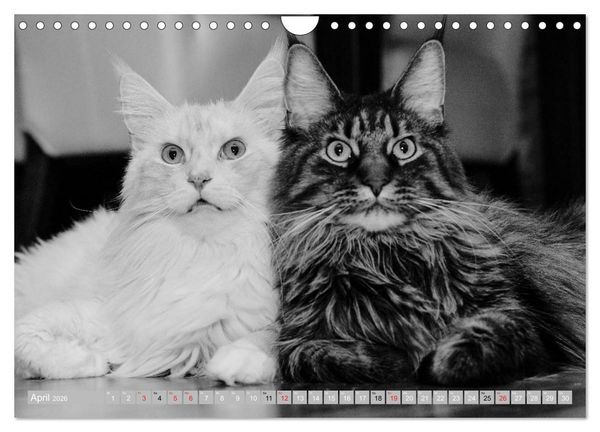 Produktbild: Katzen Pers&ouml;nlichkeiten 2026 (Wandkalender 2026 DIN A4 quer), CALVENDO Monatskalender