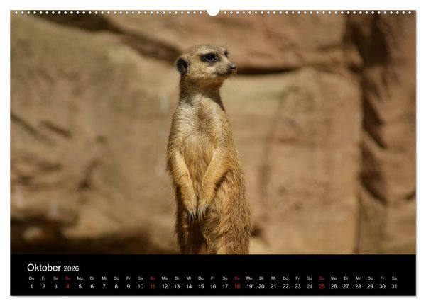 Produktbild: Erdm&auml;nnchen &ndash; Zusammen sind wir stark / CH-Version (hochwertiger Premium Wandkalender 2026 DIN A2 quer), Kunstdruck in Hochglanz