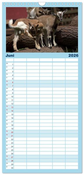 Produktbild: Familienplaner 2026 - Zwergziegen mit 5 Spalten (Wandkalender, 21 x 45 cm) CALVENDO