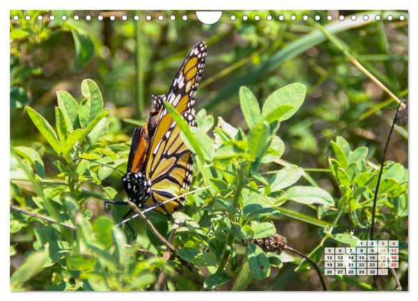 Produktbild: Kanadas charmante Kleintiere - Bezaubernde Einblicke in die Natur (Wandkalender 2026 DIN A4 quer), CALVENDO Monatskalender