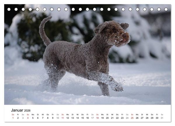 Produktbild: Mein Hundekalender 2026 (Tischkalender 2026 DIN A5 quer), CALVENDO Monatskalender