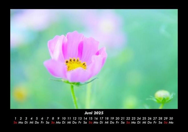 Produktbild: Blumenkalender 2025 Fotokalender DIN A3