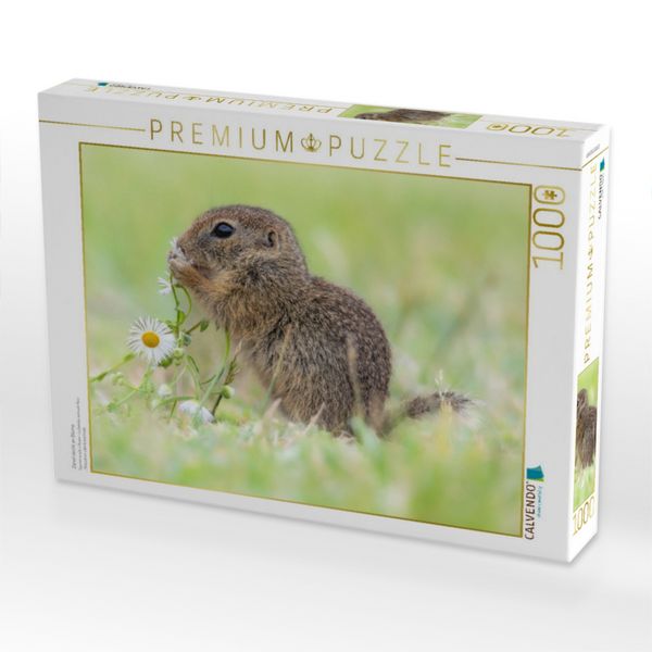 Produktbild: CALVENDO Puzzle Ziesel riecht an Blume | 1000 Teile Lege-Gr&ouml;&szlig;e 64x48cm Foto-Puzzle f&uuml;r gl&uuml;ckliche Stunden