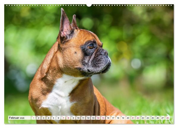 Produktbild: Kleine Helden - Franz&ouml;sische Bulldoggen (hochwertiger Premium Wandkalender 2026 DIN A2 quer), Kunstdruck in Hochglanz