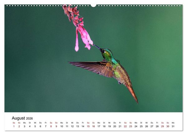 Produktbild: Kolibris - Flugk&uuml;nstler im Regenwald (hochwertiger Premium Wandkalender 2026 DIN A2 quer), Kunstdruck in Hochglanz