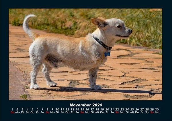 Produktbild: Hunde 2026 Fotokalender DIN A4
