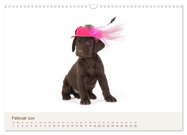 Produktbild: Labrador - Welpen (Wandkalender 2026 DIN A3 quer), CALVENDO Monatskalender