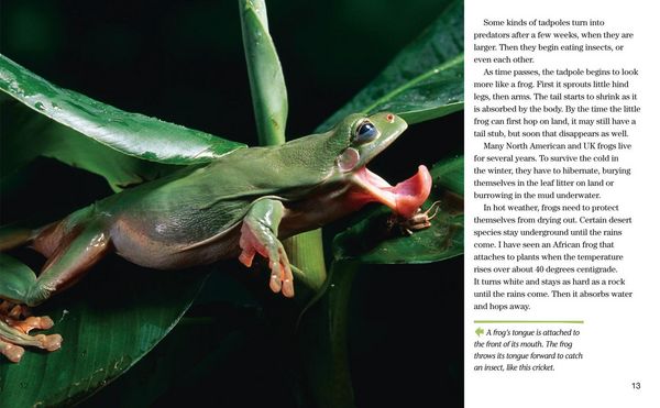 Produktbild: Face to Face with Frogs