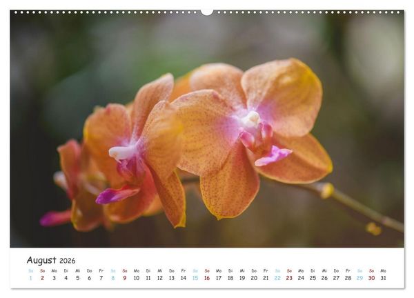 Produktbild: Im Schatten der Orchidee (hochwertiger Premium Wandkalender 2026 DIN A2 quer), Kunstdruck in Hochglanz