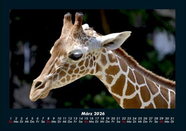 Produktbild: Giraffen 2026 Fotokalender DIN A4
