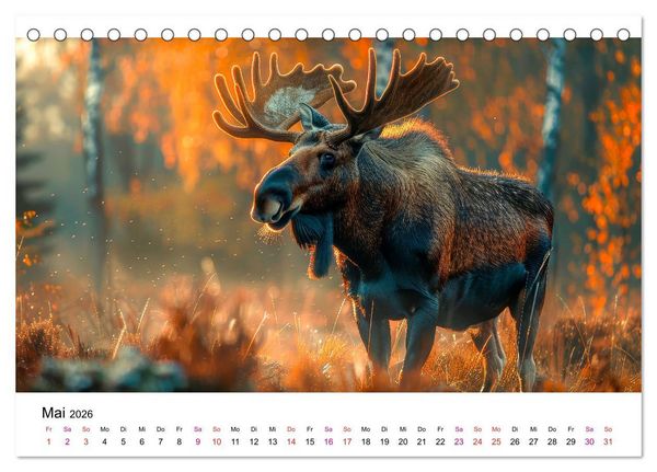 Produktbild: Elche - sch&ouml;ne Momente (Tischkalender 2026 DIN A5 quer), CALVENDO Monatskalender