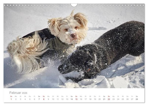 Produktbild: Havaneser - Herz aus Gold (Wandkalender 2026 DIN A3 quer), CALVENDO Monatskalender