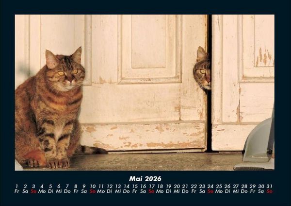 Produktbild: F&uuml;r Katzenfreunde 2026 Fotokalender DIN A4
