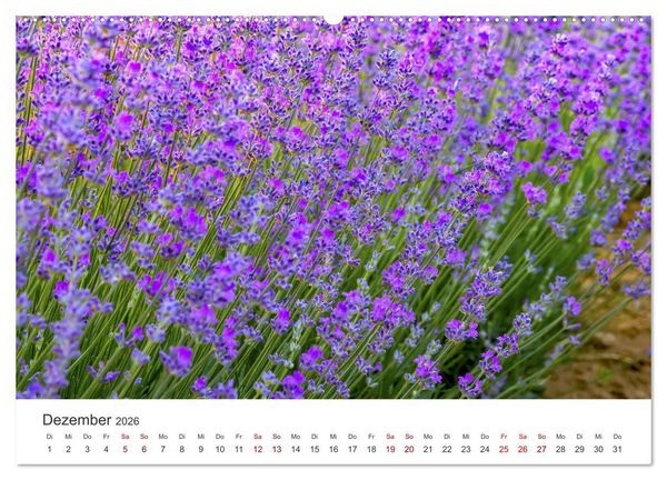 Produktbild: Lavendel - Die violette Wunderblume (hochwertiger Premium Wandkalender 2026 DIN A2 quer), Kunstdruck in Hochglanz
