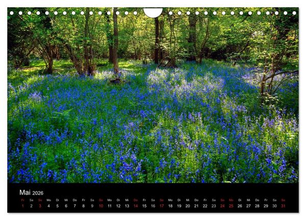 Produktbild: New Forest - England (Wandkalender 2026 DIN A4 quer), CALVENDO Monatskalender