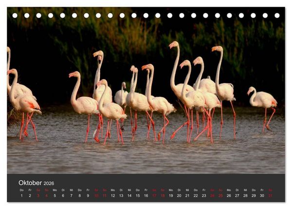Produktbild: Pretty Flamingo (Tischkalender 2026 DIN A5 quer), CALVENDO Monatskalender
