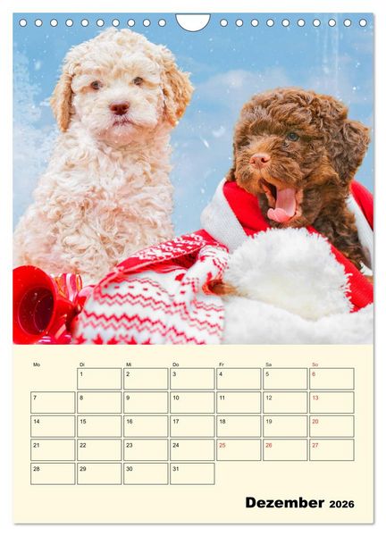 Produktbild: Jahresplaner Lagotto Romagnolo Welpen (Wandkalender 2026 DIN A4 hoch), CALVENDO Monatskalender