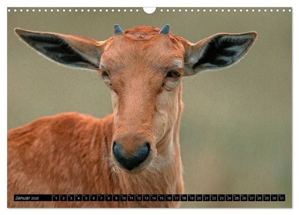 Produktbild: Magie des Augenblicks - Tierkinder - klein, aber wild (Wandkalender 2026 DIN A3 quer), CALVENDO Monatskalender