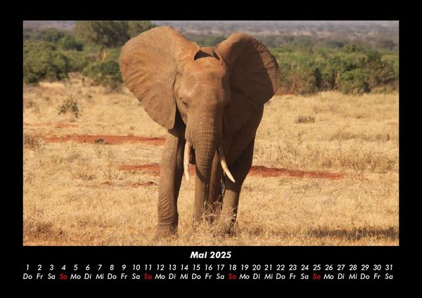 Produktbild: Elefanten Kalender 2025 Fotokalender DIN A3