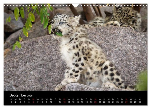 Produktbild: Schneeleoparden (Wandkalender 2026 DIN A3 quer), CALVENDO Monatskalender