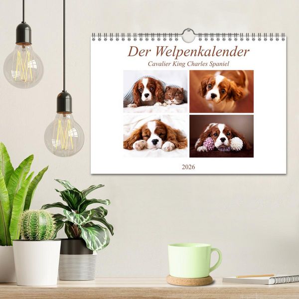 Produktbild: Der Welpenkalender - Cavalier King Charles Spaniel (Wandkalender 2026 DIN A4 quer), CALVENDO Monatskalender
