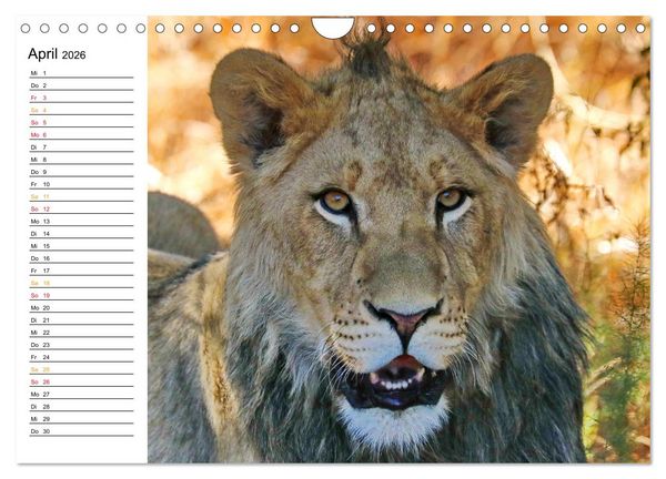 Produktbild: LION KING SELFIES L&ouml;wen hautnah (Wandkalender 2026 DIN A4 quer), CALVENDO Monatskalender
