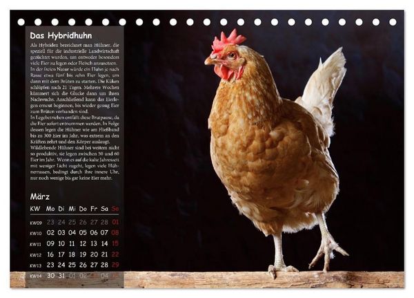 Produktbild: Von der Einzigartigkeit der H&uuml;hner 2026 (Tischkalender 2026 DIN A5 quer), CALVENDO Monatskalender