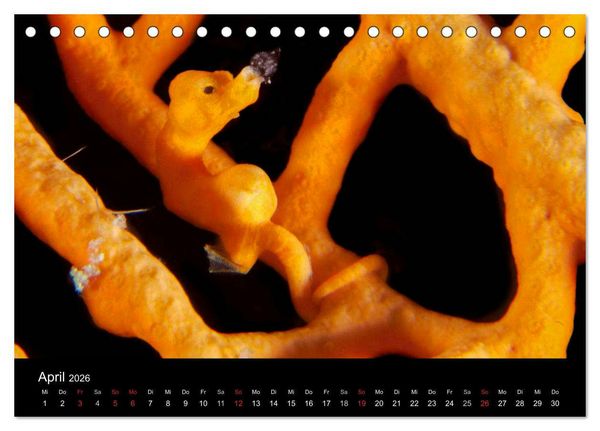 Produktbild: Faszinierendes Leben unter Wasser (Tischkalender 2026 DIN A5 quer), CALVENDO Monatskalender