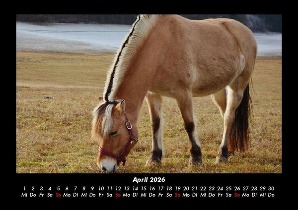 Produktbild: Pferde Kalender 2026 Fotokalender DIN A3