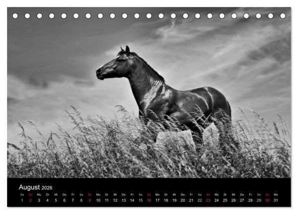Produktbild: Pferde 2026 Wild Thing (Tischkalender 2026 DIN A5 quer), CALVENDO Monatskalender