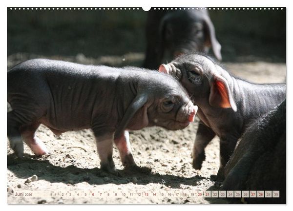 Produktbild: Tierische Schweinerei (hochwertiger Premium Wandkalender 2026 DIN A2 quer), Kunstdruck in Hochglanz