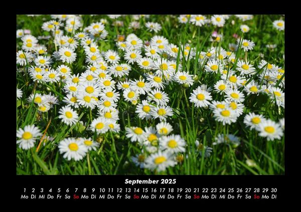 Produktbild: Blumentr&auml;ume 2025 Fotokalender DIN A3