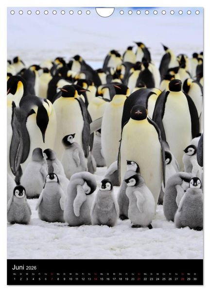 Produktbild: Pinguine - Wackeln im Thermo-Frack (Wandkalender 2026 DIN A4 hoch), CALVENDO Monatskalender