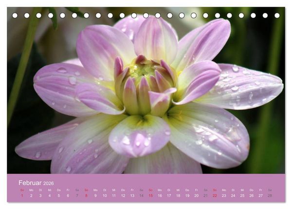 Produktbild: Dahlien (Tischkalender 2026 DIN A5 quer), CALVENDO Monatskalender