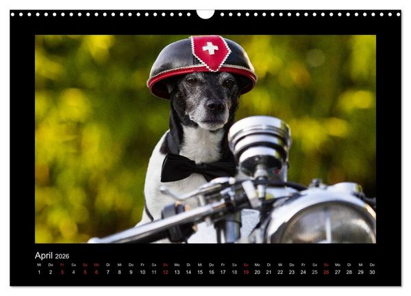 Produktbild: Jack Russell Terrier.....Ein Verwandlungsk&uuml;nstler namens Jake (Wandkalender 2026 DIN A3 quer), CALVENDO Monatskalender