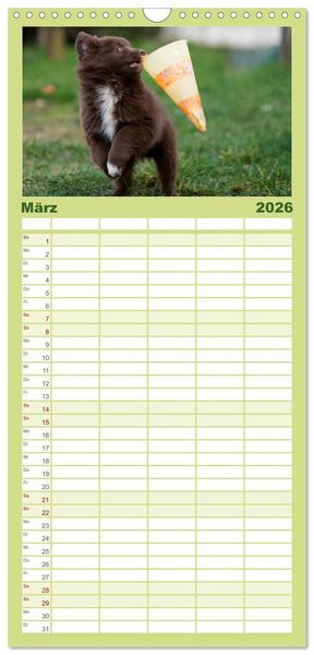 Produktbild: Familienplaner 2026 - Aussie Welpen 2026 mit 5 Spalten (Wandkalender, 21 x 45 cm) CALVENDO