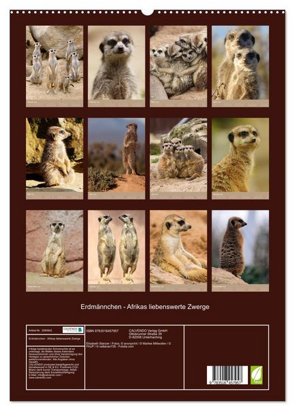 Produktbild: Erdm&auml;nnchen - Afrikas liebenswerte Zwerge (hochwertiger Premium Wandkalender 2026 DIN A2 hoch), Kunstdruck in Hochglanz