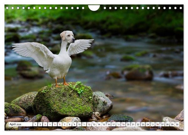 Produktbild: Lustige Tier-Hybriden (Wandkalender 2026 DIN A4 quer), CALVENDO Monatskalender