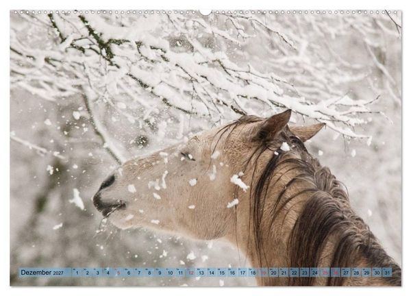 Produktbild: Lustiger Schimmel - ein Pferd mit Humor (hochwertiger Premium Wandkalender 2027 DIN A2 quer), Kunstdruck in Hochglanz