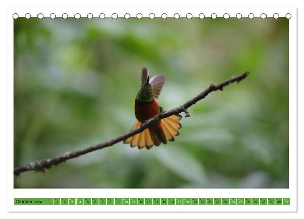 Produktbild: Kolibris; Anmut, Sch&ouml;nheit, Farben (Tischkalender 2026 DIN A5 quer), CALVENDO Monatskalender