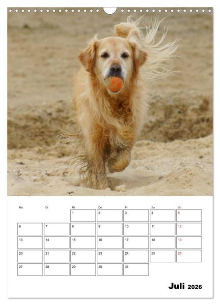 Produktbild: Gl&uuml;cklicher Golden Retriever (Wandkalender 2026 DIN A3 hoch), CALVENDO Monatskalender
