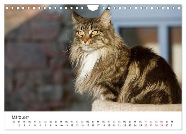 Produktbild: Rassekatzen 2027 (Wandkalender 2027 DIN A4 quer), CALVENDO Monatskalender