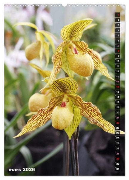 Produktbild: Miracle floral l'orchid&eacute;e (Calendrier mural 2026 DIN A2 horizontal) calendrier de bureau