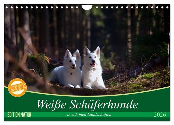 Produktbild: Wei&szlig;e Sch&auml;ferhunde in sch&ouml;nen Landschaften (Wandkalender 2026 DIN A4 quer), CALVENDO Monatskalender